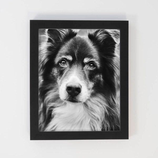 Custom pet art. Framed noir art print with a black frame.