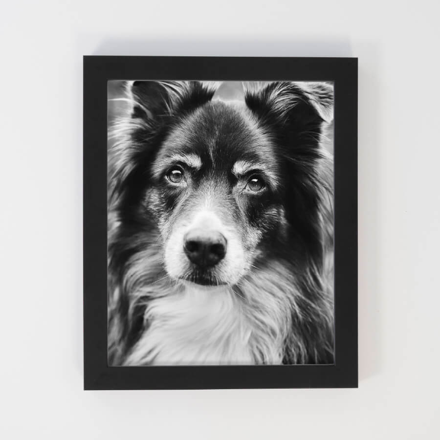 Custom pet art. Framed noir art print with a black frame.